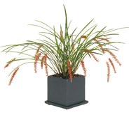 Cube Planter with Dendrochilum