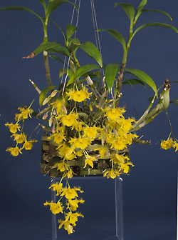 Dendrobium harveyanum plant