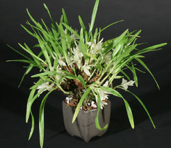 Dendrobium pentapterum potted