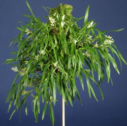 Dendrobium pentapterum plant