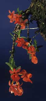 Fernandezia ionanthera