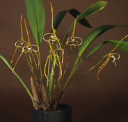 Maxillaria fractiflexa