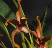 Maxillaria tonsbergii