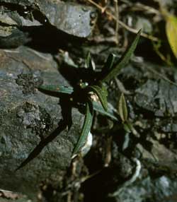 Sarchochilus ceciliae in situ