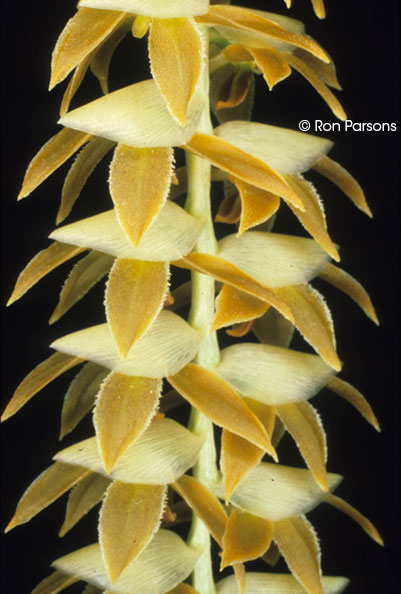 Dendrochilum latifolium var. macranthum
