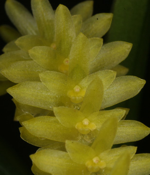 Dendrochilum javieri