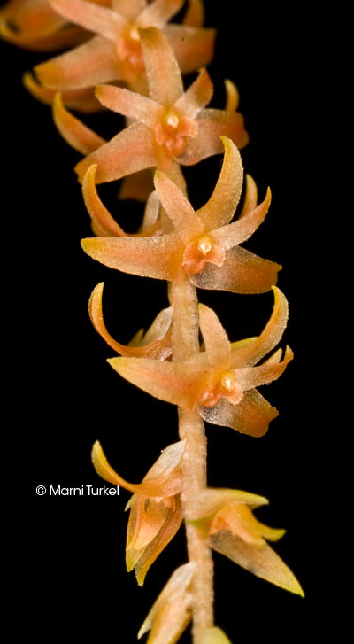 Dendrochilum wenzelii orange