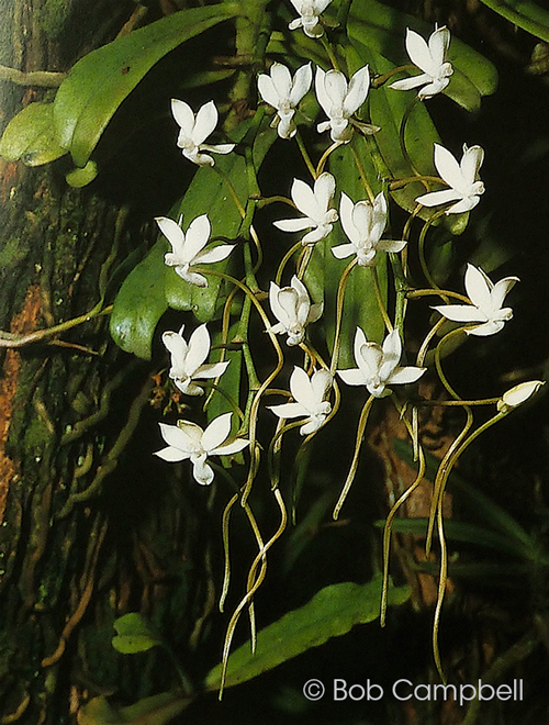 Aerangis thomsonii