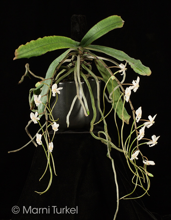 Aerangis coriacea