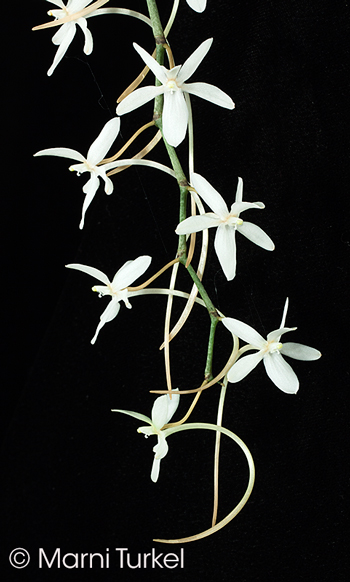 Aerangis mystacidii