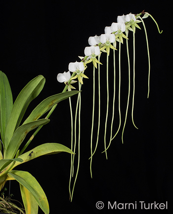 Angraecum longicalcar