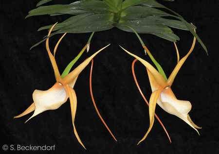 Angraecum vigueir