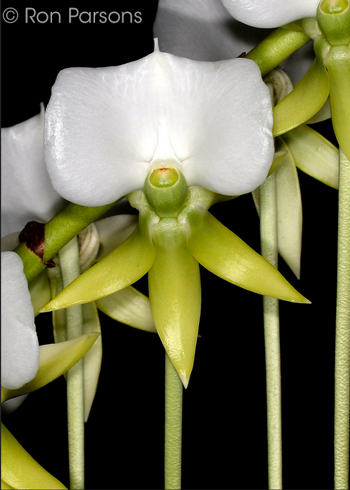 Angraecum longicalcar