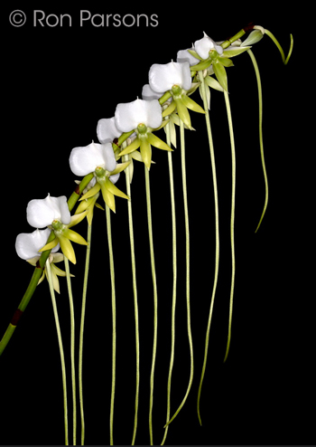 Angraecum longicalcar