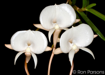 Angraecum pseudofilicornu