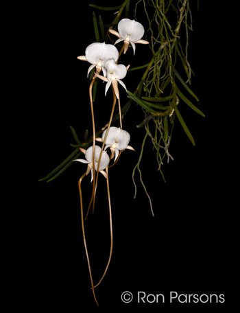 Angraecum pseudofilicornu