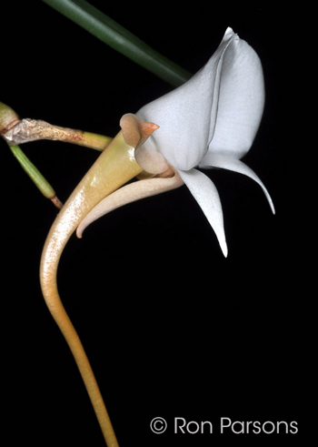 Angraecum pseudofilicornu