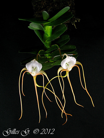Angraecum conchoglossum
