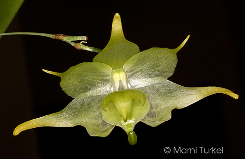 Aeranthes filipes