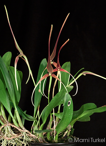 Bulbophyllum unitubum