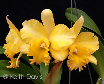 Cattleya Mem Amelia Bertsch 'Wanderlust' 4N