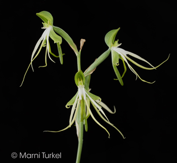 Bonatea saundersioides 3365