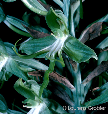 Bonatea antennifera