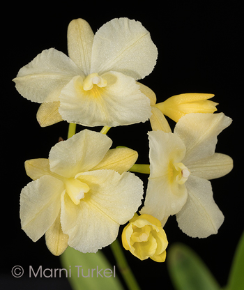 Broughtonia sanguinea aurea