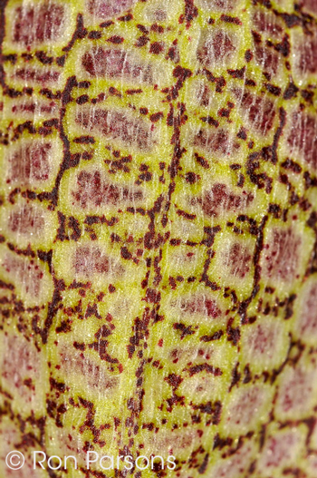 Bulbophyllum fritillariiflorum visula texture
