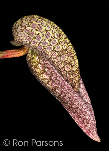 Bulbophyllum fritillariiflorum
