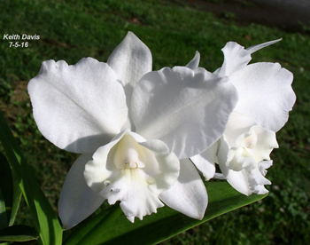 Cattleya xdolosa alba 4N 'Iwata’s Yuki No Hana’ AM/AOS