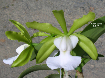 Cattleya aclandiae alba 'JB