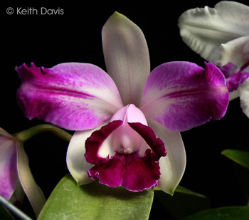 Cattleya intermedia aquinii orlanta 'Miranda' $N