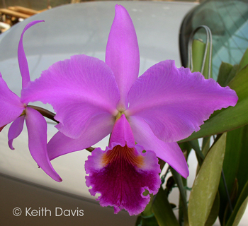 Cattleya labiata v rubra 'Schuler'