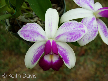 Cattleya violacea ‘Icabaru’ AM/AOS