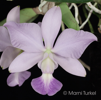 Cattleya walkeriana coerulea