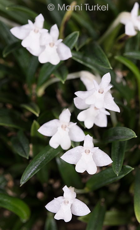 Dendrobium/Cadetia chionantha 'Big'