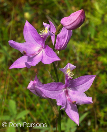 Calopogon tuberosus