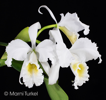 Cattleya warneri alba