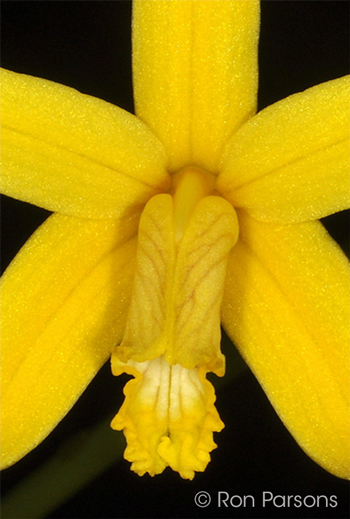 Cattleya crispata