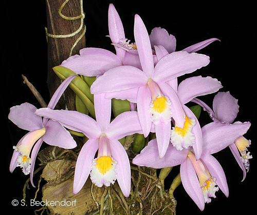 File:Cattleya jongheana 'Cotia' BM JOGA (Rchb.f.) Van den Berg,  Neodiversity 3 8 (2008) (49761098227).jpg - Wikimedia Commons