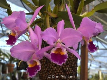 Cattleya labiata tipo