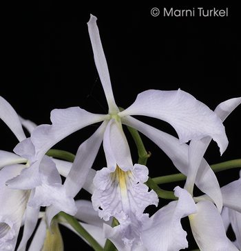 Cattleya maxima coerulea 2516