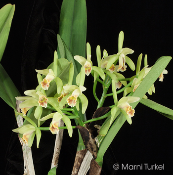 Cattleya mooreana