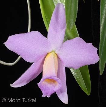 Cattleya praestans concolor 'Stony Point