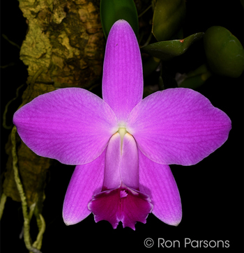 Cattleya/Laelia pumila