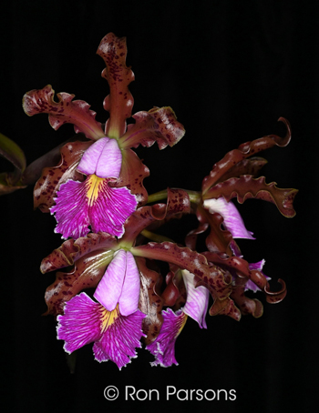 Cattleya schilleriana [’Happy Field’ x ‘Olympia']