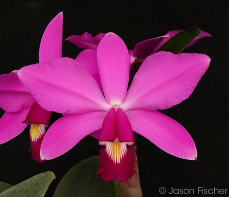 Cattleya violace ‘Muse’ FCC/AOS