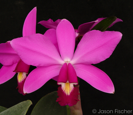 Cattleya violacea 'Muse' FCC/AOS