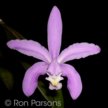 Cattleya kerrii